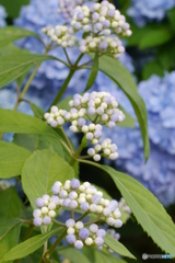 天神原植物園にて④