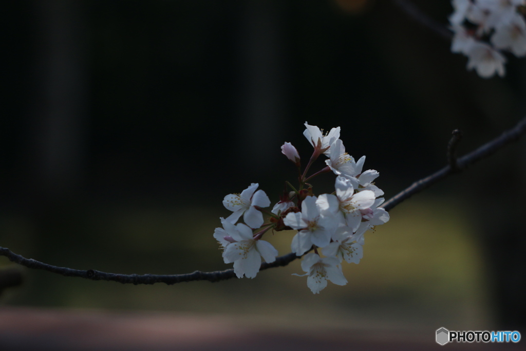 （惜別）Tessar 80mm f2.8 Carl Zeiss Jena-➁