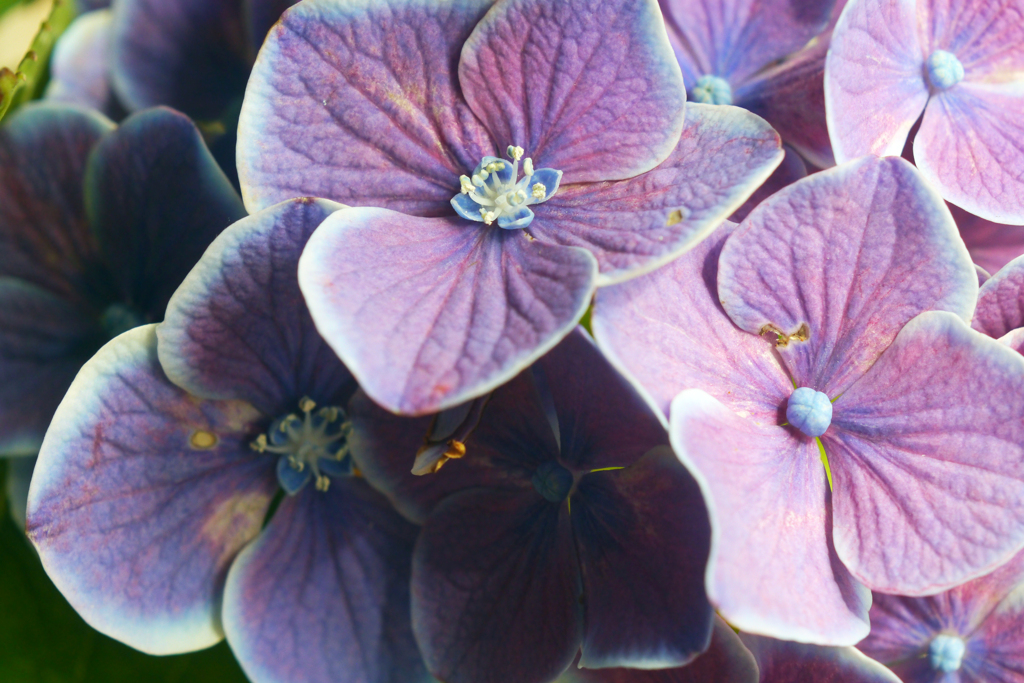 夢想と現実の紫陽花-⑥