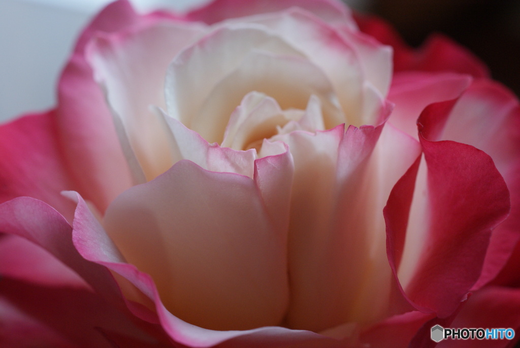 Rose Beauty 2-②