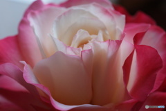 Rose Beauty 2-②