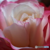 Rose Beauty 2-②
