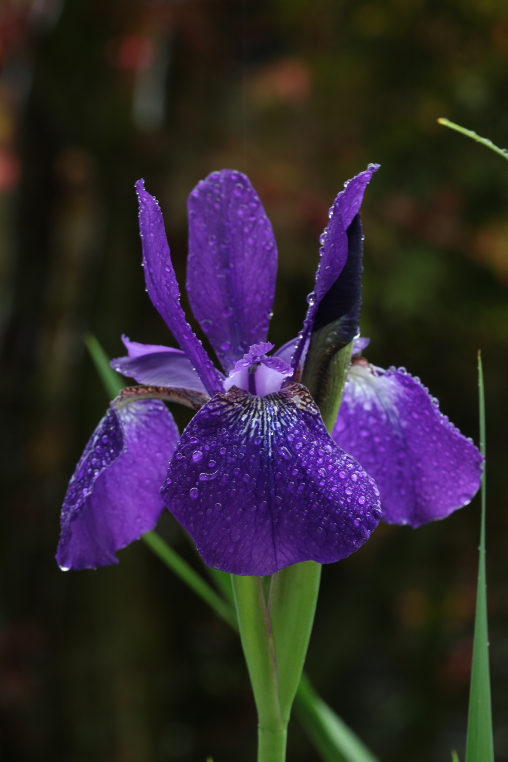 雨の似合う花　③