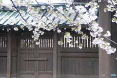 三嶋大社へ雨中の参拝　⑥