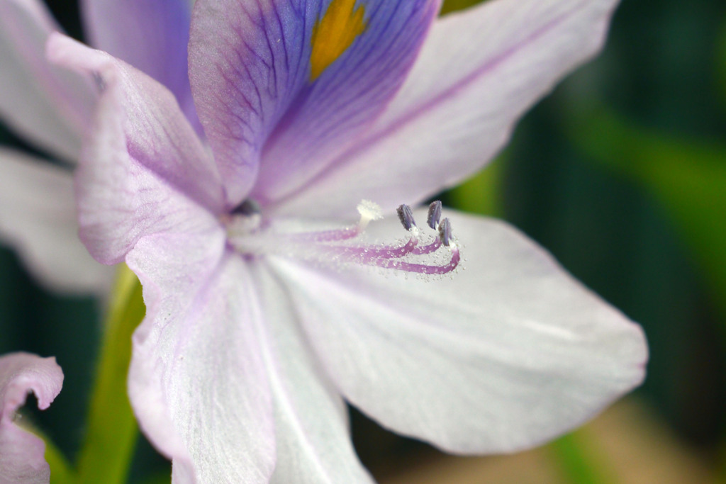 ホテイアオイの花-➁