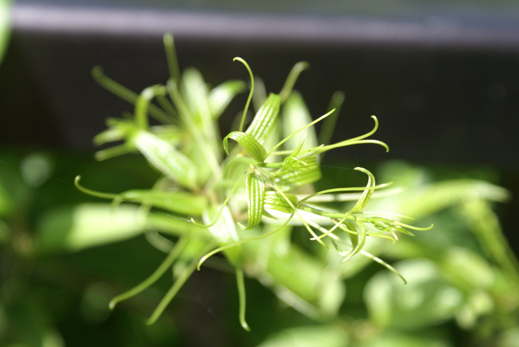 田貫湖周遊200702・植物編-⑦