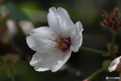 桜花を逆光で撮る ➀