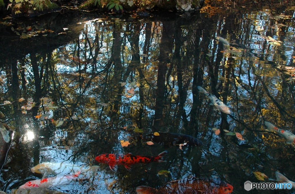 木立を泳ぐ錦鯉