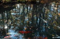 木立を泳ぐ錦鯉