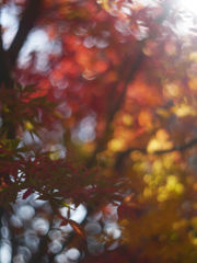 Leica Summitar 5cmで紅葉を撮る-④