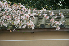 2010年桜旅・吉野山から京都へ-⑦
