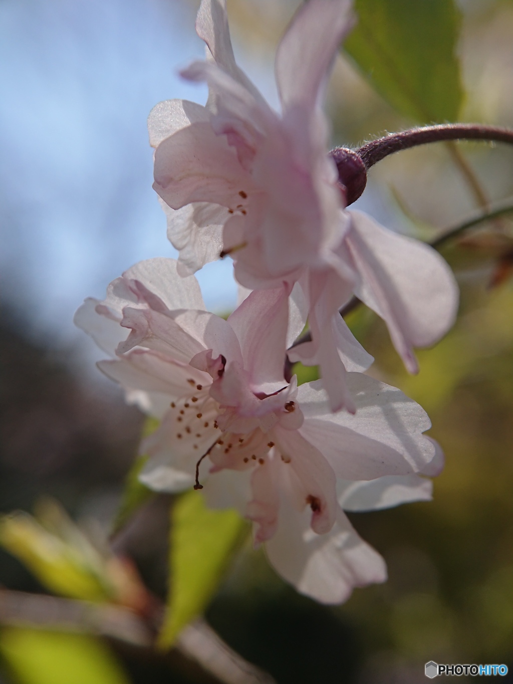 スマホで桜花を接写 ⑤