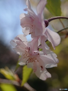 スマホで桜花を接写 ⑤