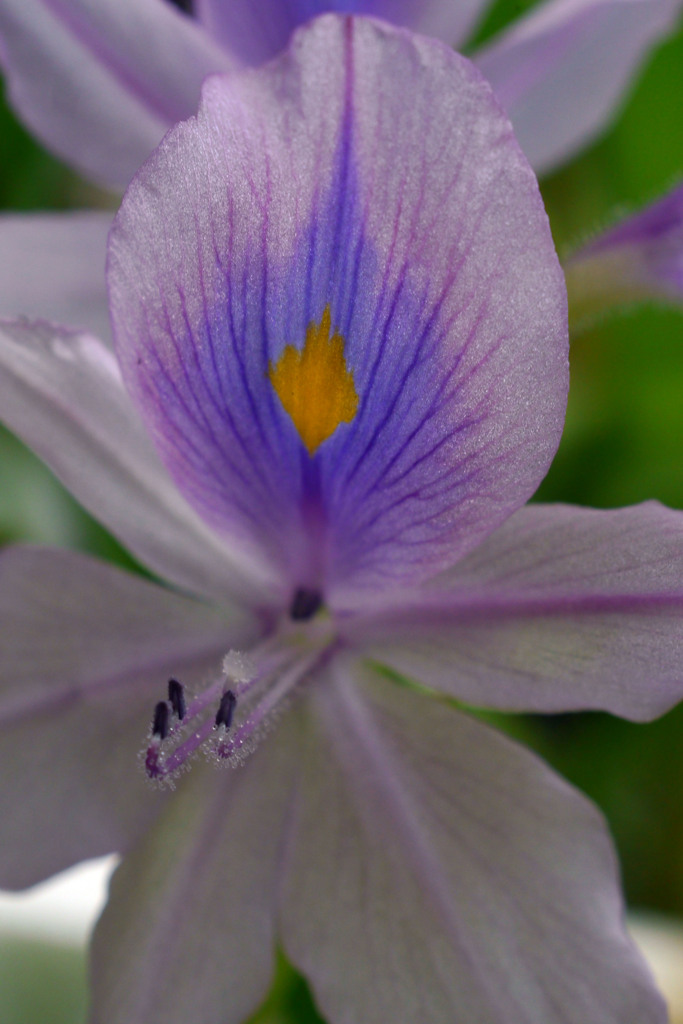 ホテイアオイの花-①
