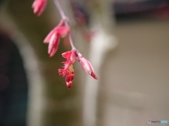 携帯カメラで接写する②　紅葉の花芽