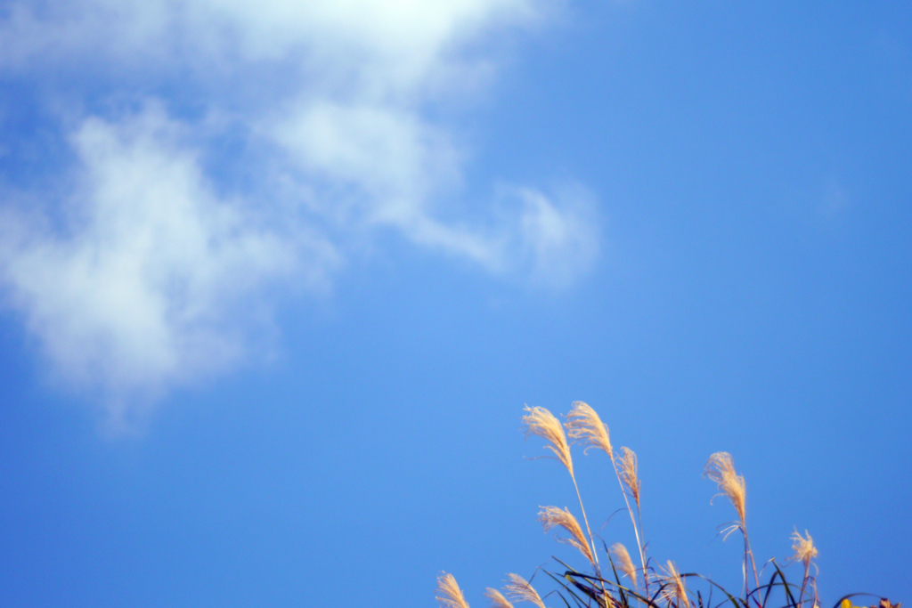 雲を手招く枯れ尾花