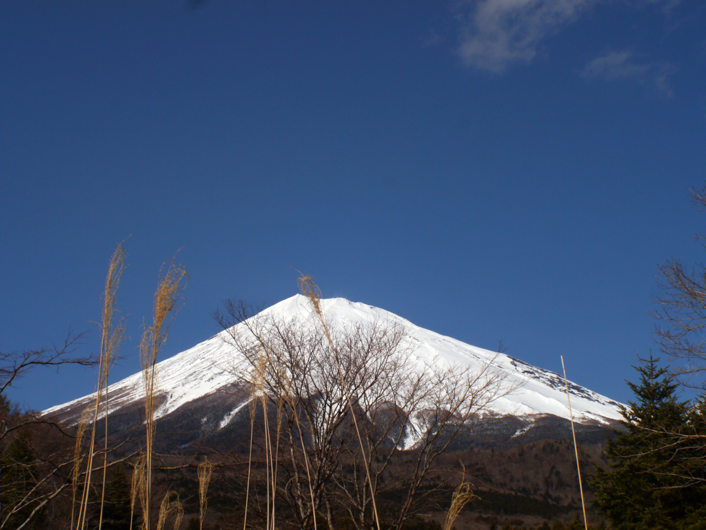 枯れ枝も山の賑わい＾＾