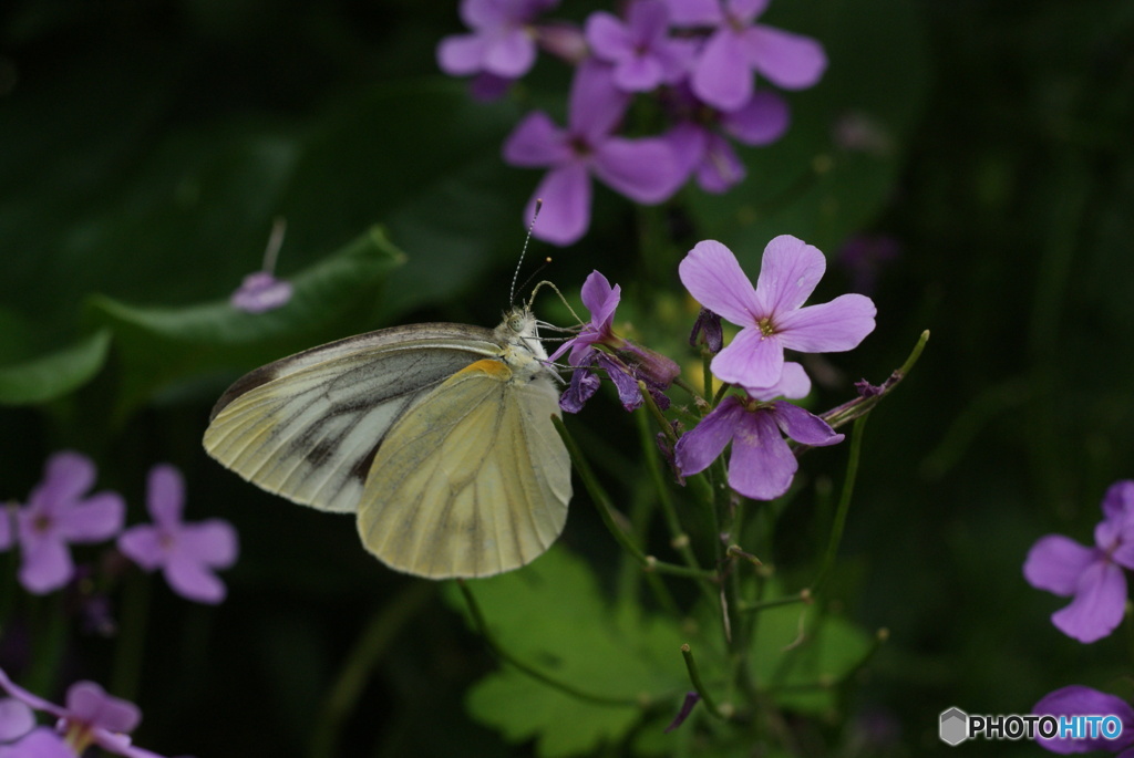 花と虫たち　シリーズ6-⑨