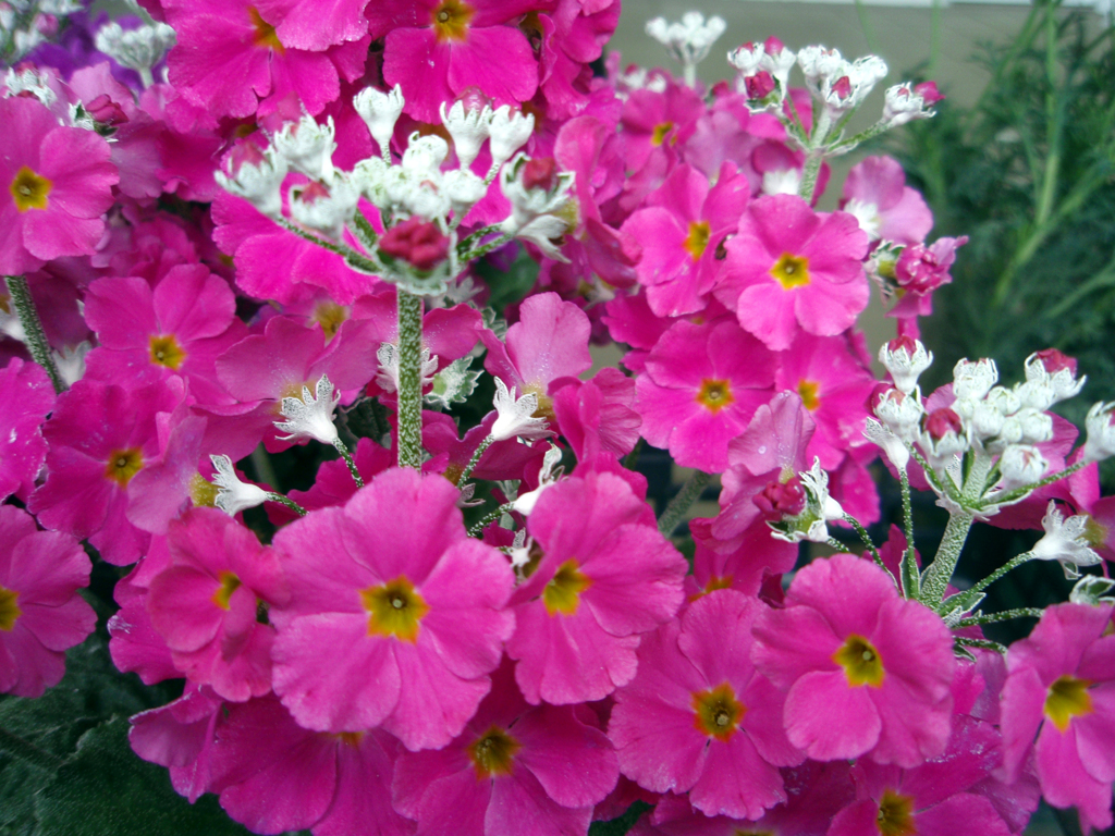 お花がいっぱい！ 200501-➀