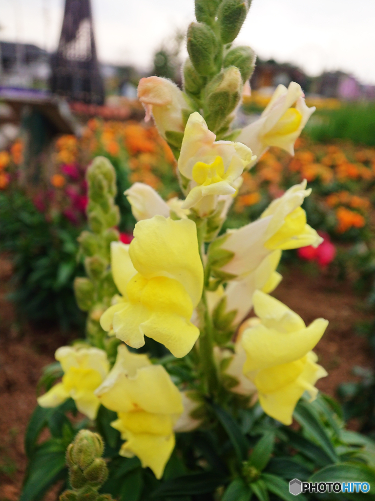 町内の花の公園にて①