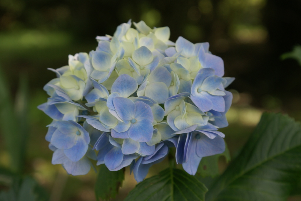 田貫湖周遊200702・植物編-⑩