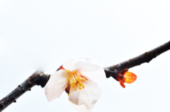小葉桜