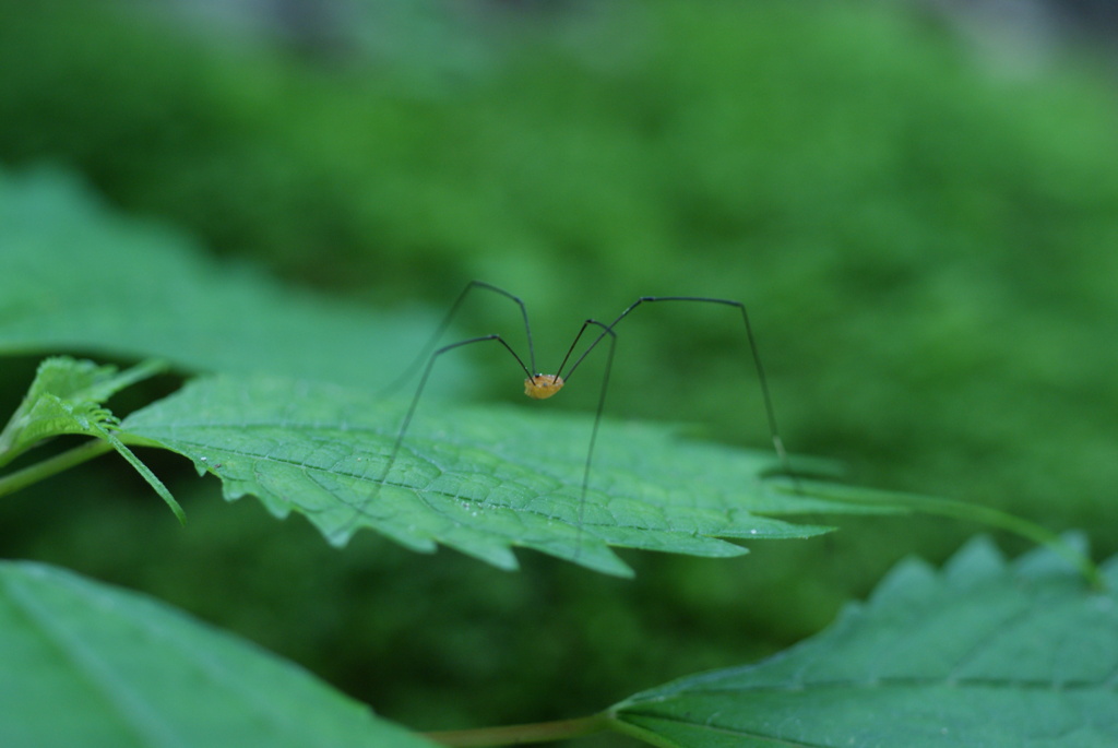 白州の森と尾白川渓谷-⑧