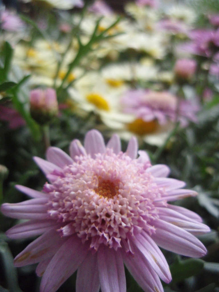 お花がいっぱい！ 200502-➀