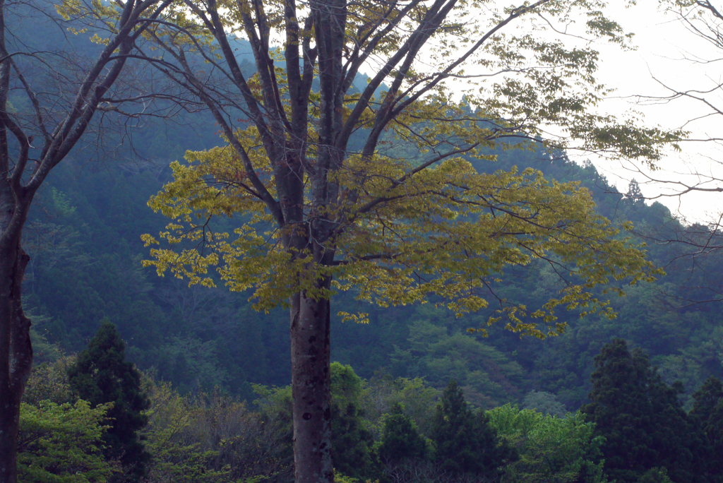 おもひでのレンズたち Hexanon AR 40 mm / F1.8-⑳