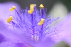 紫露草の雄蕊（ムラサキツユクサのおしべ）-④