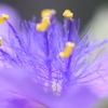 紫露草の雄蕊（ムラサキツユクサのおしべ）-④