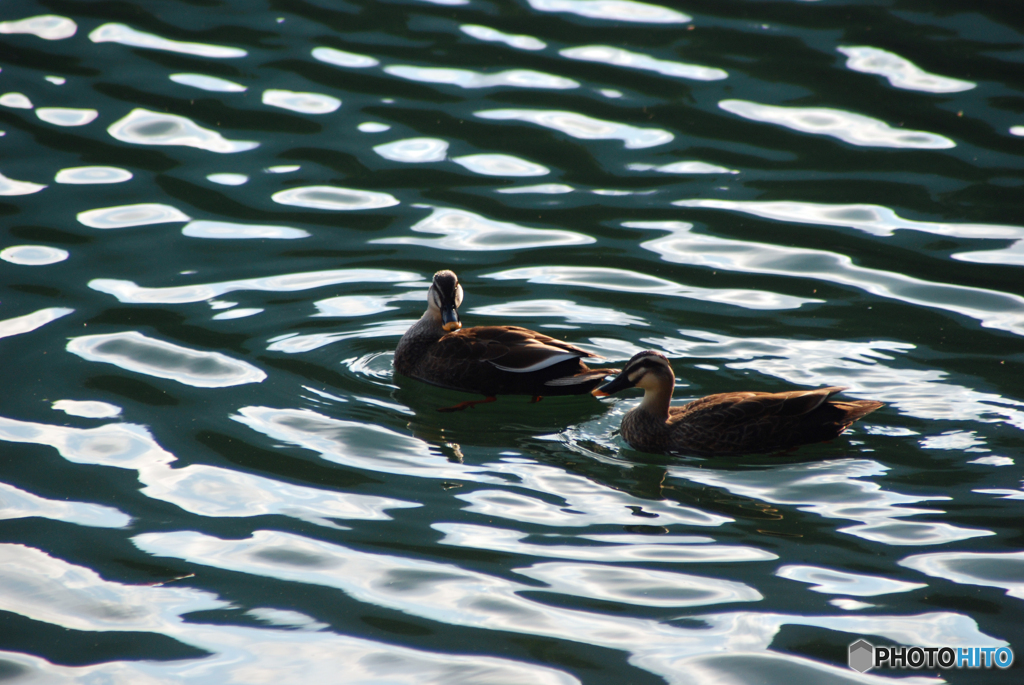 番（つがい）①