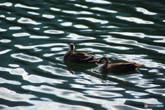 番（つがい）①