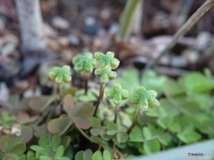 マクロレンズも顔負け➅