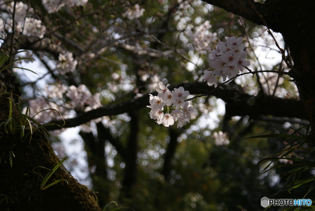三嶋大社神泉の枝垂桜③