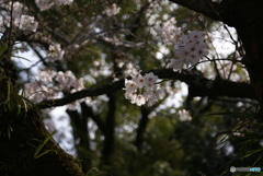 三嶋大社神泉の枝垂桜③