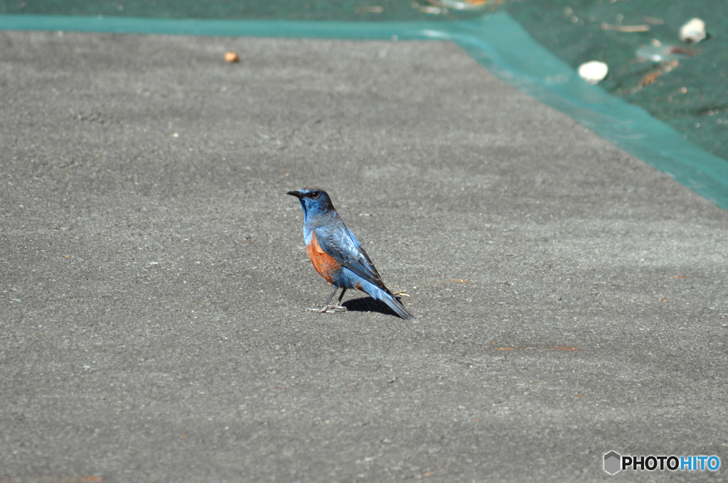 幸せの青い鳥