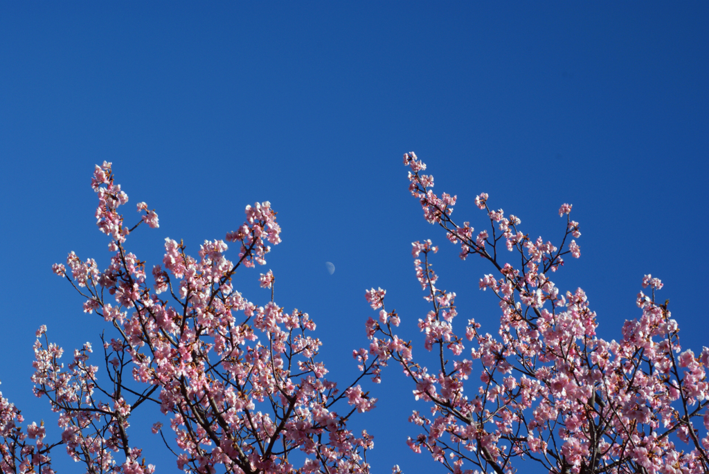 月と河津桜