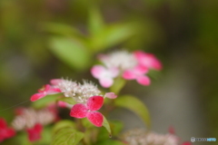 天神原植物園にて⑩
