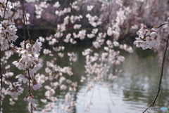 三嶋大社神泉の枝垂桜⑥