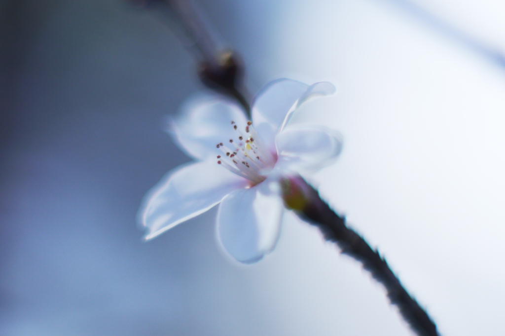 寒桜をニッコール標準レンズで撮る-②