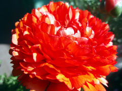 お花がいっぱい！ 200504-➄