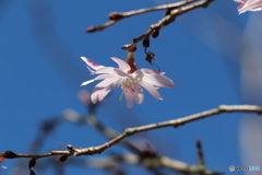 春の気配②