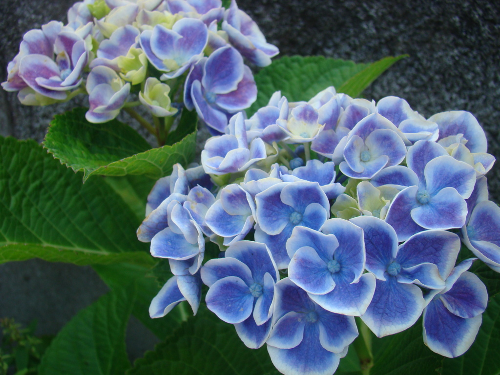 そろそろこの花の季節です　④