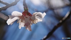 携帯カメラで接写する③　富士桜開花