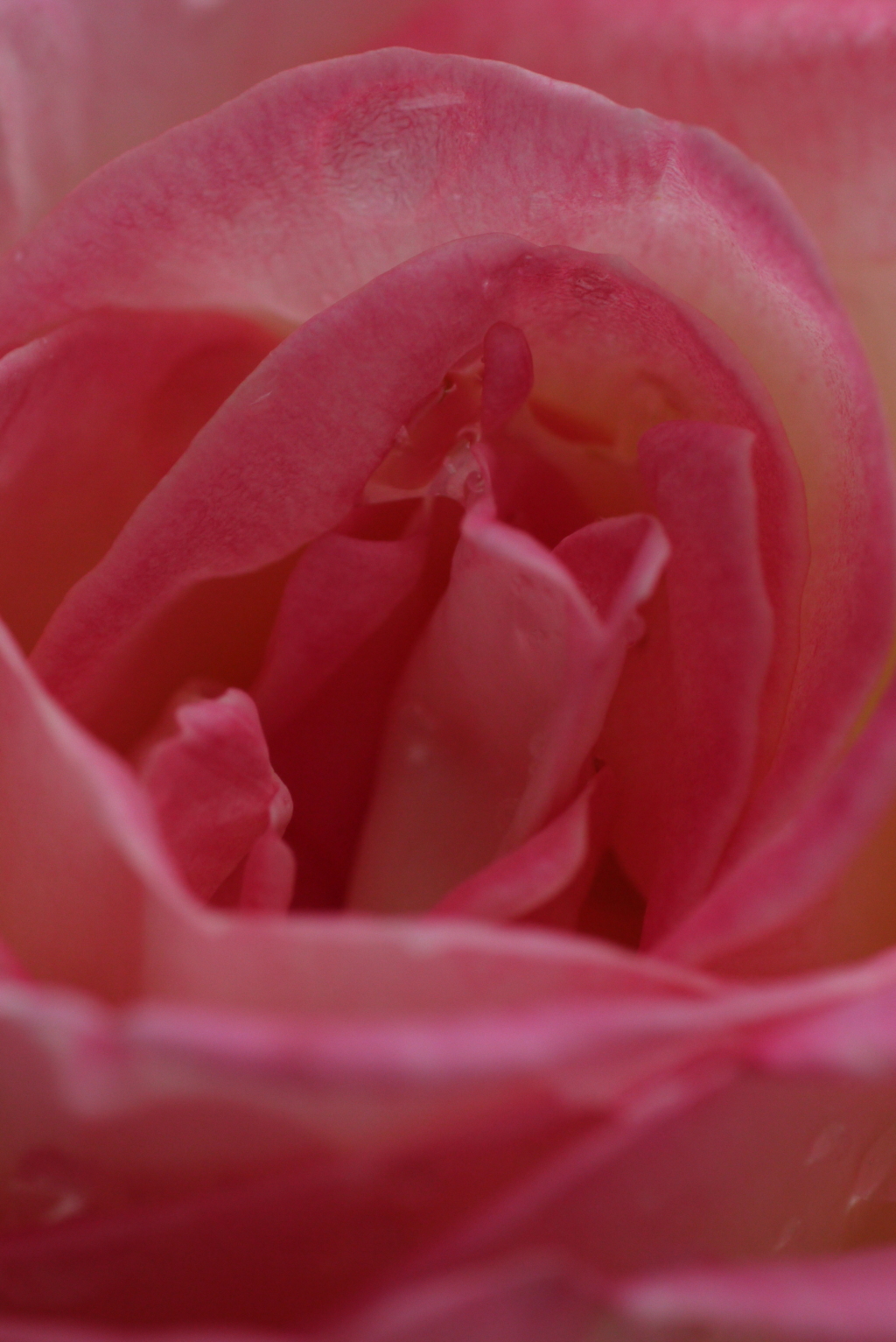 Princesse de Monaco-③