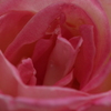 Princesse de Monaco-③