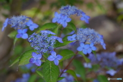 天神原植物園にて⑥
