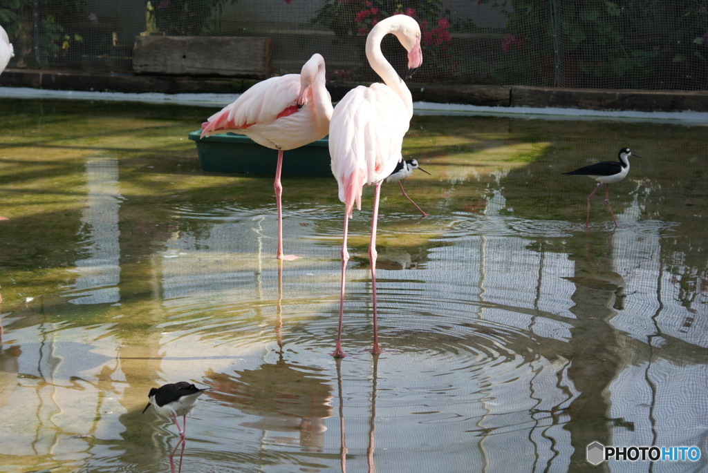 鳥類　その１　①