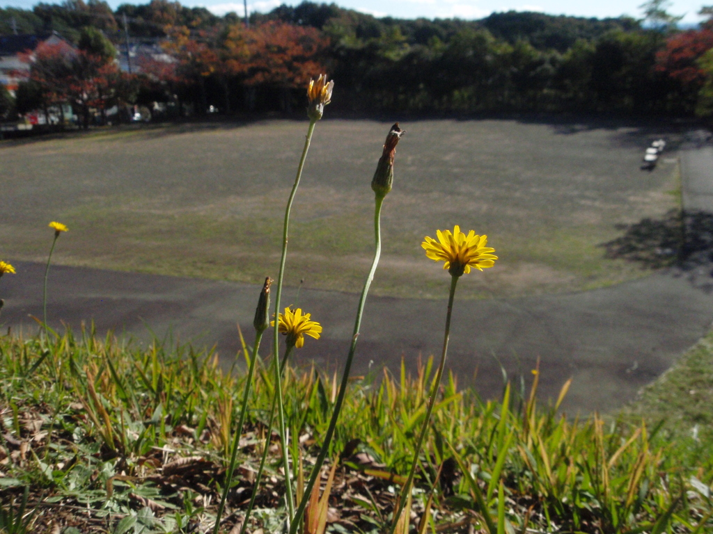 お花がいっぱい！ 200430-⑨